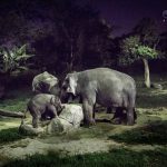 Night-Safari-Singapore