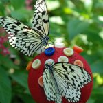 Singapore butterfly & insect kingdom