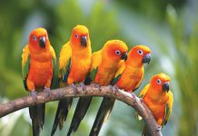 Khám phá vườn chim Jurong – điểm đến thú vị tại Singapore